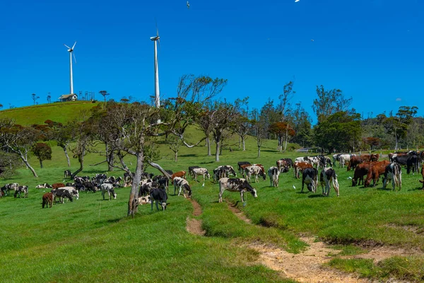 Vacas Pastando Bajo Turbinas Eólicas Las Tierras Altas Sri Lanka — Foto de Stock