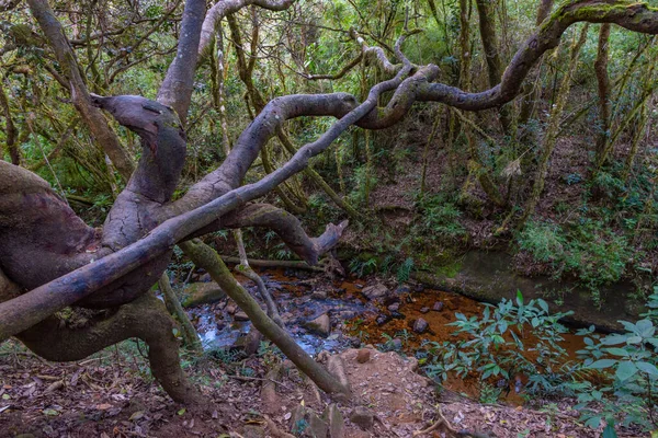 Природний Ландшафт Національного Парку Гортон Плейнс Шрі Ланці — стокове фото