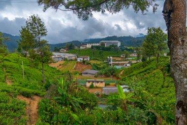 Pedro çay evi Nuwara Eliya, Sri Lanka.