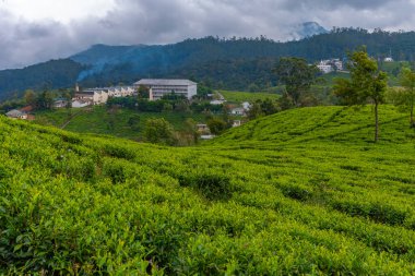 Pedro çay evi Nuwara Eliya, Sri Lanka.