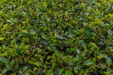 Pedro çay evi Nuwara Eliya, Sri Lanka.