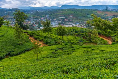 Pedro çay evi Nuwara Eliya, Sri Lanka.