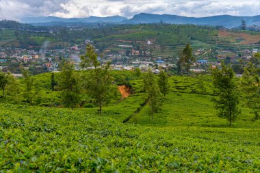 Pedro çay evi Nuwara Eliya, Sri Lanka.