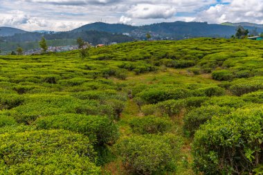 Pedro çay evi Nuwara Eliya, Sri Lanka.