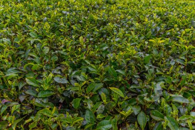 Sri Lanka 'daki çay bitkilerinin detayları.