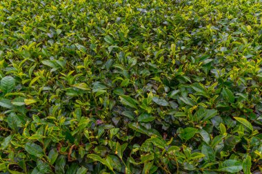 Sri Lanka 'daki çay bitkilerinin detayları.