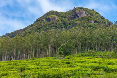 Sri Lanka 'daki Nuwara Eliya çevresindeki çay tarlaları..