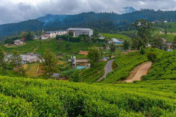 Pedro Tea Estate Nuwara Eliya Sri Lanka — Foto Stock