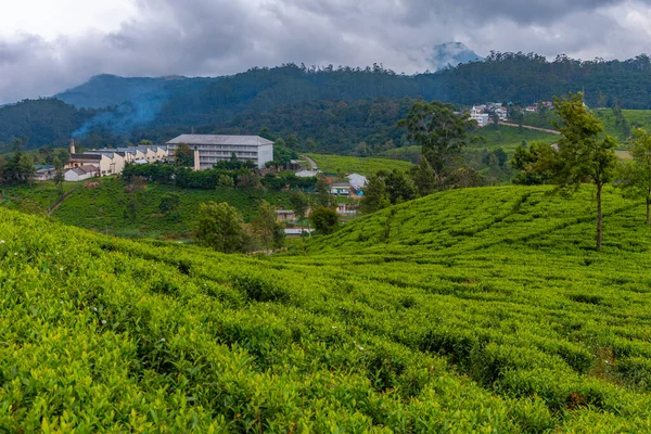 Pedro tea estate at Nuwara Eliya, Sri Lanka.