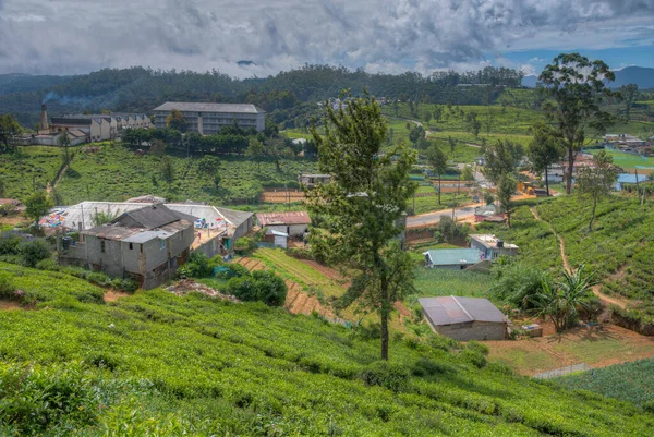ペドロ茶の不動産 スリランカのヌワラ エリヤ — ストック写真