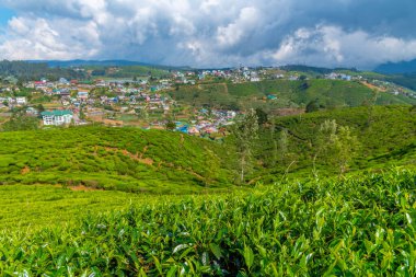 Nuwara Eliya 'nın Sri Lanka' daki manzarası.