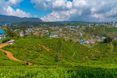 Nuwara Eliya 'nın Sri Lanka' daki manzarası.