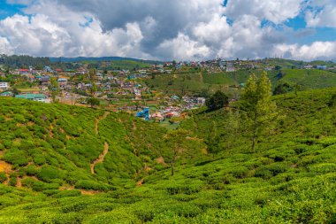 Nuwara Eliya 'nın Sri Lanka' daki manzarası.