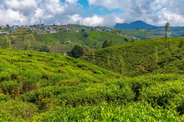 Nuwara Eliya 'nın Sri Lanka' daki manzarası.