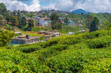 Nuwara Eliya 'nın Sri Lanka' daki manzarası.