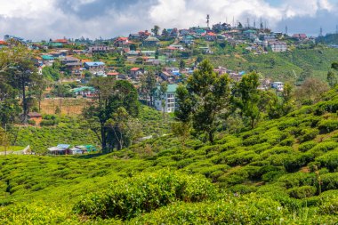 Nuwara Eliya 'nın Sri Lanka' daki manzarası.