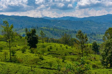 Sri Lanka 'daki Nuwara Eliya çevresindeki çay tarlaları..