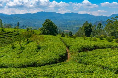 Sri Lanka 'daki Nuwara Eliya çevresindeki çay tarlaları..