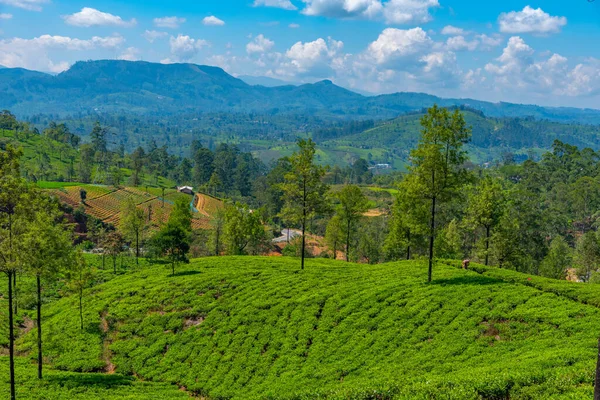 Чайные Плантации Вокруг Нувара Элия Шри Ланке — стоковое фото
