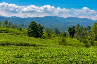 Sri Lanka 'daki Nuwara Eliya çevresindeki çay tarlaları..