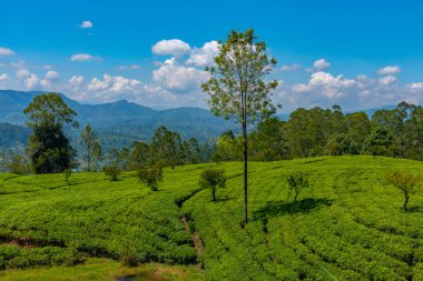 Sri Lanka 'daki Nuwara Eliya çevresindeki çay tarlaları..