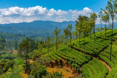 Sri Lanka 'daki Nuwara Eliya çevresindeki çay tarlaları..