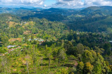 Sri Lanka 'da Haputale çevresindeki çay tarlaları.