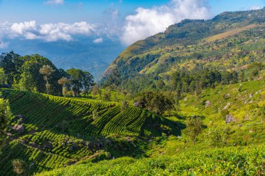 Haputale, Sri Lanka yakınlarındaki Lipton 'un Koltuğu çevresindeki çay tarlaları..