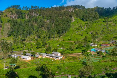 Haputale, Sri Lanka yakınlarındaki Lipton 'un koltuğundan Tamil çay toplayıcıları..
