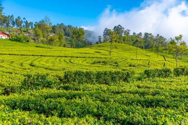 Haputale, Sri Lanka yakınlarındaki Lipton 'un Koltuğu çevresindeki çay tarlaları..