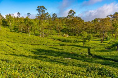 Haputale, Sri Lanka yakınlarındaki Lipton 'un Koltuğu çevresindeki çay tarlaları..