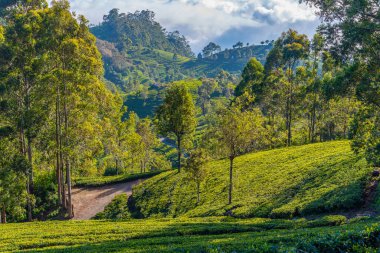 Haputale, Sri Lanka yakınlarındaki Lipton 'un Koltuğu çevresindeki çay tarlaları..