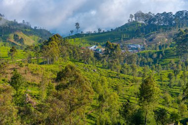 Haputale, Sri Lanka yakınlarındaki Lipton 'un Koltuğu çevresindeki çay tarlaları..