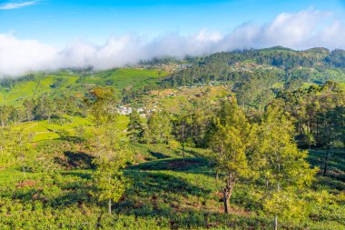 Haputale, Sri Lanka yakınlarındaki Lipton 'un Koltuğu çevresindeki çay tarlaları..