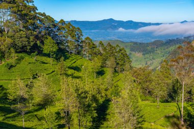 Haputale, Sri Lanka yakınlarındaki Lipton 'un Koltuğu çevresindeki çay tarlaları..