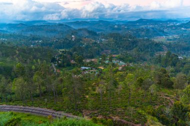 Sri Lanka 'da Haputale çevresindeki çay tarlaları.