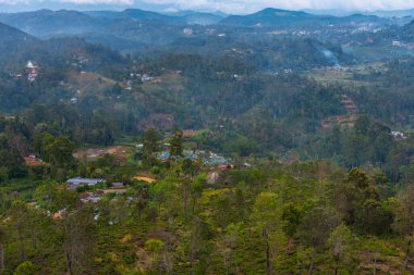 Sri Lanka 'da Haputale çevresindeki çay tarlaları.