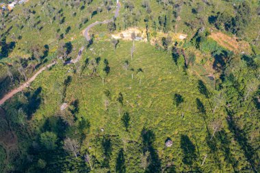 Sri Lanka 'da Haputale çevresindeki çay tarlaları.