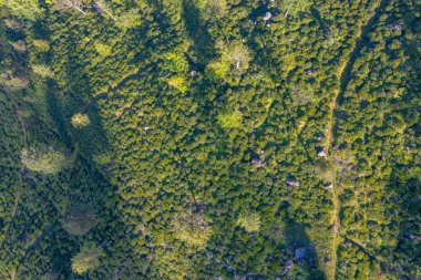 Sri Lanka 'da Haputale çevresindeki çay tarlaları.