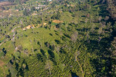 Sri Lanka 'da Haputale çevresindeki çay tarlaları.