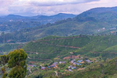 Sri Lanka 'da Haputale çevresindeki çay tarlaları.
