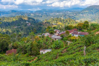 Sri Lanka 'da Haputale çevresindeki çay tarlaları.