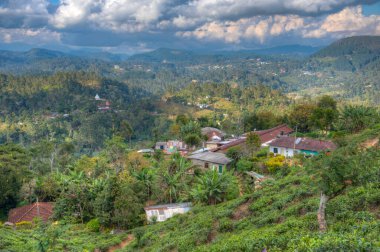 Sri Lanka 'da Haputale çevresindeki çay tarlaları.