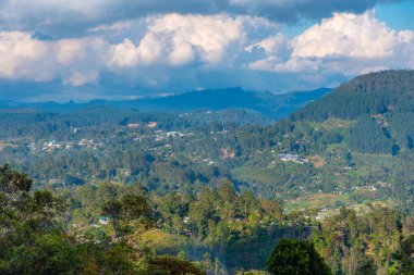 Sri Lanka 'da Haputale çevresindeki çay tarlaları.