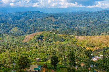 Sri Lanka 'da Haputale çevresindeki çay tarlaları.