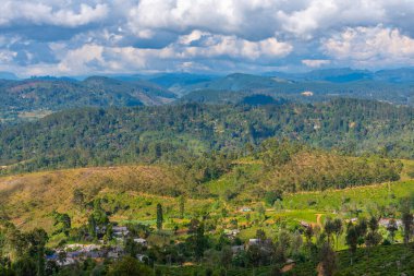 Sri Lanka 'da Haputale çevresindeki çay tarlaları.