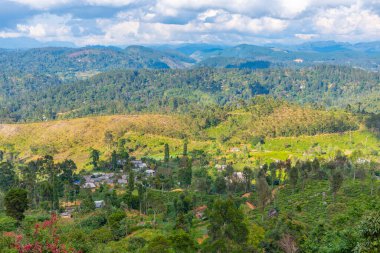 Sri Lanka 'da Haputale çevresindeki çay tarlaları.