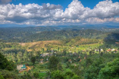 Sri Lanka 'da Haputale çevresindeki çay tarlaları.
