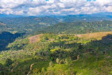 Sri Lanka 'da Haputale çevresindeki çay tarlaları.
