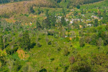 Sri Lanka 'da Haputale çevresindeki çay tarlaları.